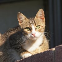 На солнышке :: Наталия Григорьева