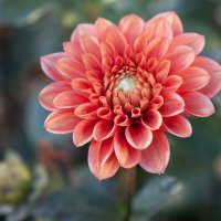 Георгин осенний. :: Лилия *