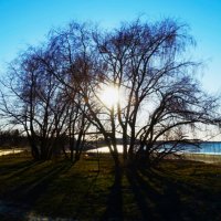 Яркое солнце апреля :: Aida10 