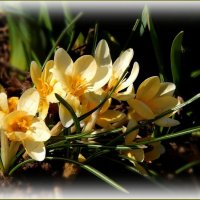 Крокусы :: Валентина Надсон