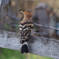 Хитрый удод :: Татьяна Салиева