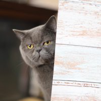 Котофон :: Татьяна Салиева