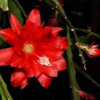 Эпифиллум :: Aleksandr .