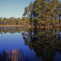 В апрельском лесу прозрачно и звонко.. :: Татьян@ Ивановна