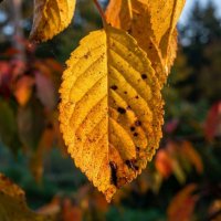 Контраст освещения на осеннем листочке :: Лилия 