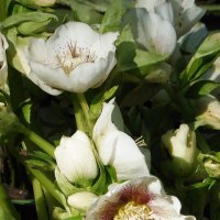 Морозник :: Лидия Бусурина