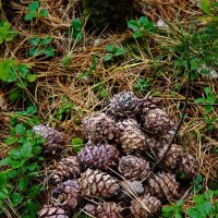 Шишки :: Александр 