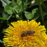 Одуванчик :: Tata Wolf