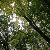 Мураново. Парк. Осень :: Дмитрий Никитин