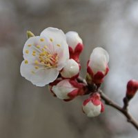 Деревья цветут :: Tina Kott