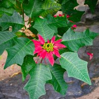 *** :: Николай Чекалин