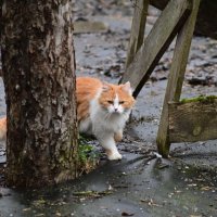 где тут воробьи? :: Константин Сафронов