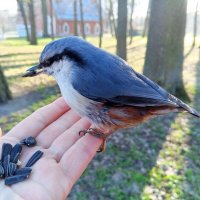 Поползень :: Сапсан 