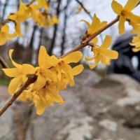 Форзиция :: Сапсан 