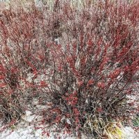 То ли листики, то ли цветочки ) :: Veera V