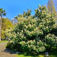 ЛАВРОВИШНЯ :: Tata Wolf