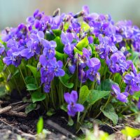 *** :: Виталий Емельянов