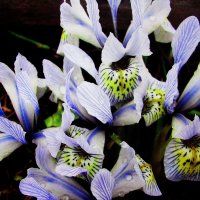 Ранние красавцы :: Людмила Смородинская