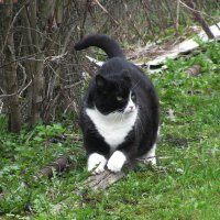 Решил когти поточить :: Людмила Смородинская