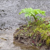 Мини утёс :: Сеня Белгородский