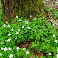 Весенний лес. :: Милешкин Владимир Алексеевич 