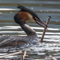 Чомга строит гнездо. :: Владимир Безбородов