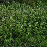 Травка :: Юрий Гайворонскiий