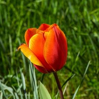Тюльпан :: Игорь Сикорский