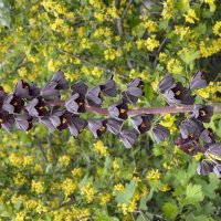 Рябчик :: Lena )