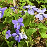 Первые фмалочки. :: Валерия Комова