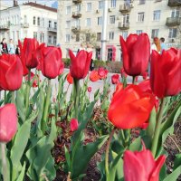 Какие же они красивые! :: Надежда 