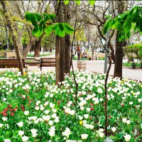 Мини-парк с тюльпанами! :: Надежда 