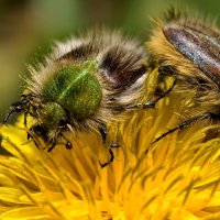 Самки хрустиков лисичек :: Мариша Тим