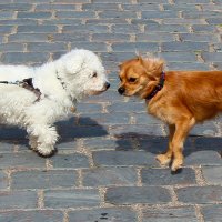 Знакомство :: Сергей Сомихин