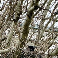 В засаде :: Iren Brilliance