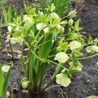 ,,, :: Сергей Тимоновский