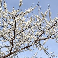 Это абрикос :: Татьяна Тюменка