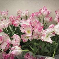 Тюльпаны. :: Лилия *