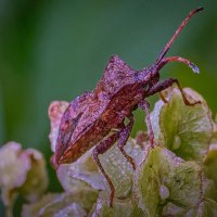 Клоп Краевик щавелевый :: Aleksey Afonin