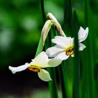 Весеннее. :: Владимир 