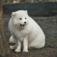 Белый Песец :: Александр Леонов