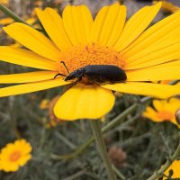 Жук :: Александр Деревяшкин