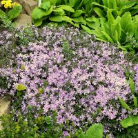 Флокс шиловидный многолетний. :: Ирина 