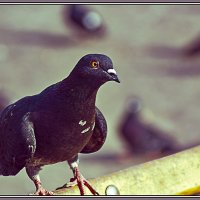 Кавалер :: Владимир Кроливец