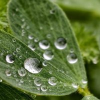 После дождя :: Мариша Тим