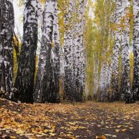 ........... :: Елена Шаламова