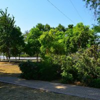 Керчь. Магония в сквере им. Пирогова летом. :: Пётр Чернега