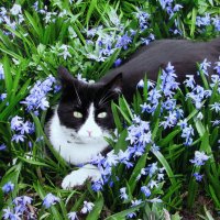 Хорошо в цветочках :: Людмила Смородинская