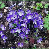 Весенние цветы :: Ольга Довженко