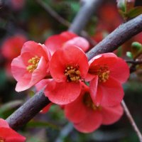 Японская айва :: Валентин Семчишин